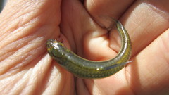Notropis telescopus
