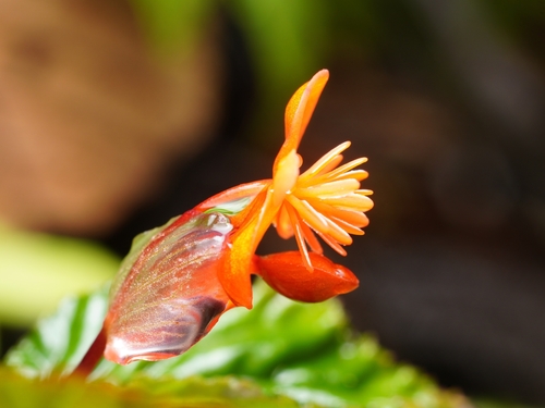 Image of Begonia urticae by (c) Daniel Mesa, some rights reserved (CC BY)
