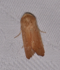 Leucania abdominalis