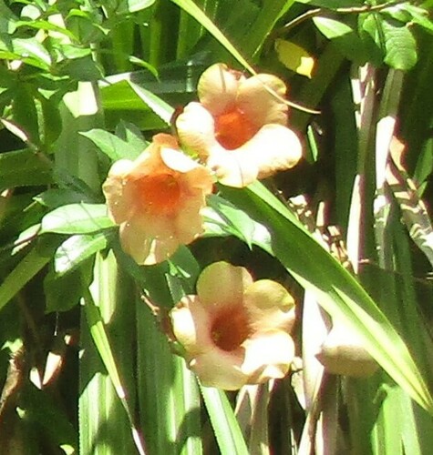 Allamanda blanchetii