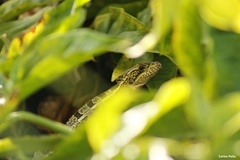 Basiliscus vittatus