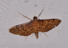 Tatobotys janapalis
