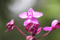 Spathoglottis