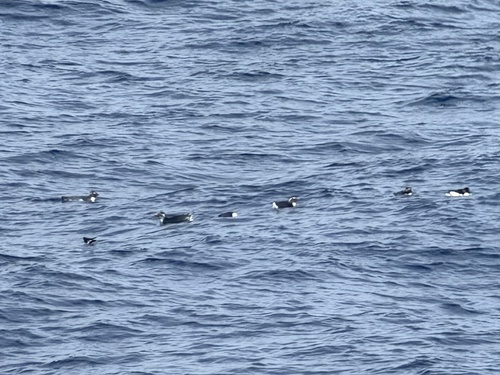 Western Rockhopper Penguin (Eudyptes chrysocome)