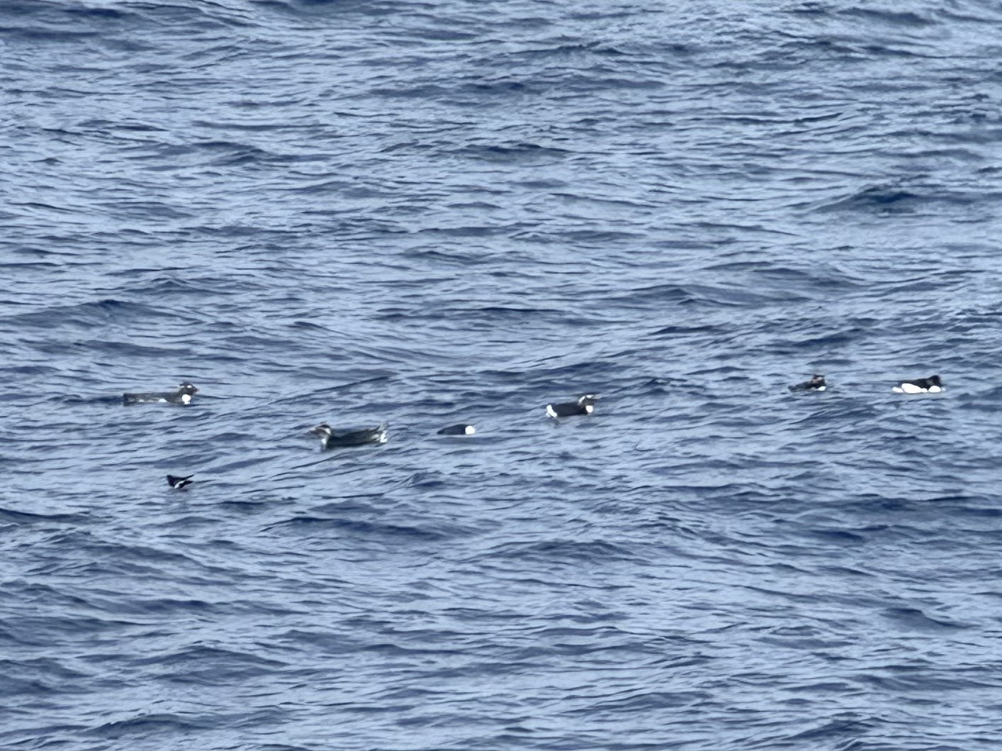 Western Rockhopper Penguin (Eudyptes chrysocome), photo 1