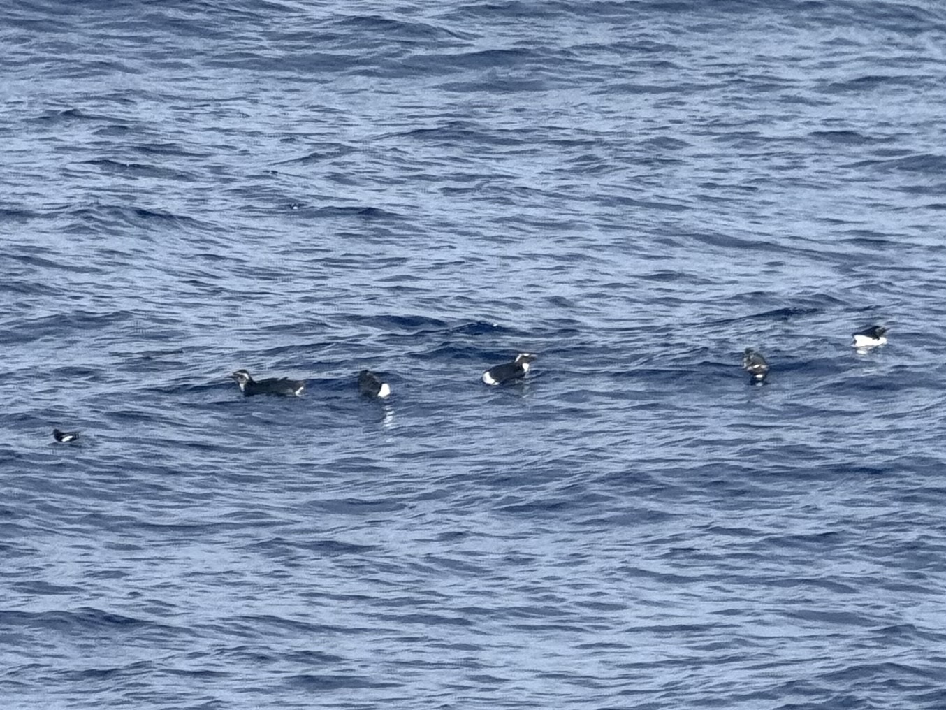 Western Rockhopper Penguin (Eudyptes chrysocome), photo 2