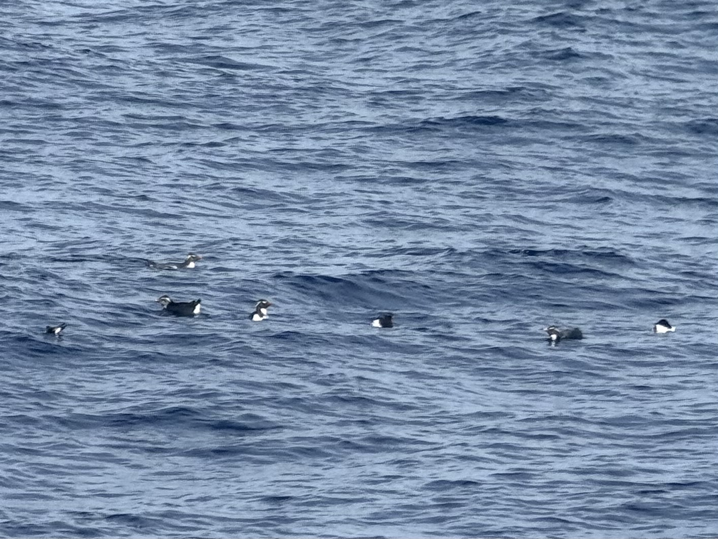 Western Rockhopper Penguin (Eudyptes chrysocome), photo 9