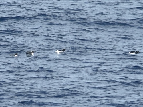Western Rockhopper Penguin (Eudyptes chrysocome), photo 9