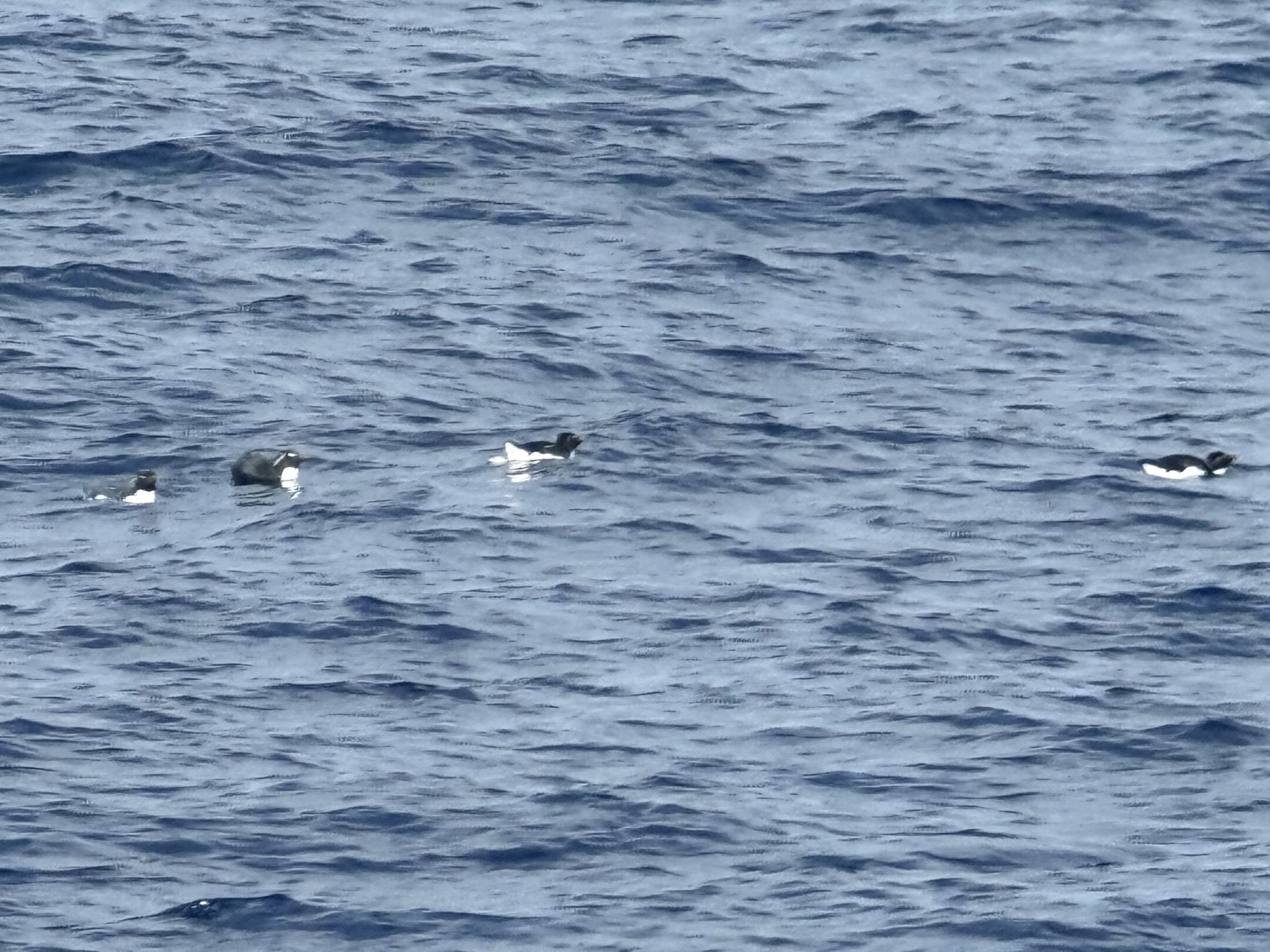 Western Rockhopper Penguin (Eudyptes chrysocome), photo 10