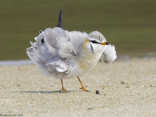 Gray Pratincole