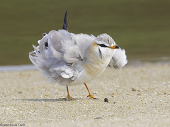 Grey Pratincole photo 3
