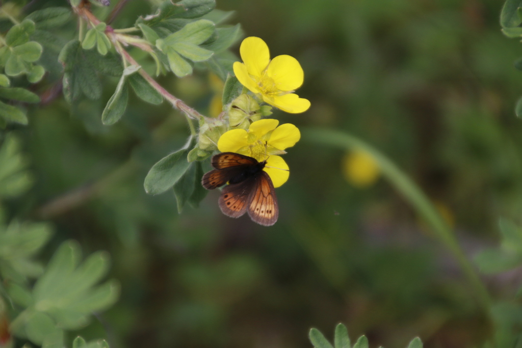 Erebia kefersteinii
