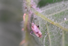 Compsidolon salicellum