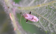 Compsidolon salicellum