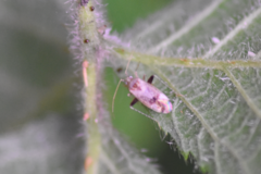 Compsidolon salicellum