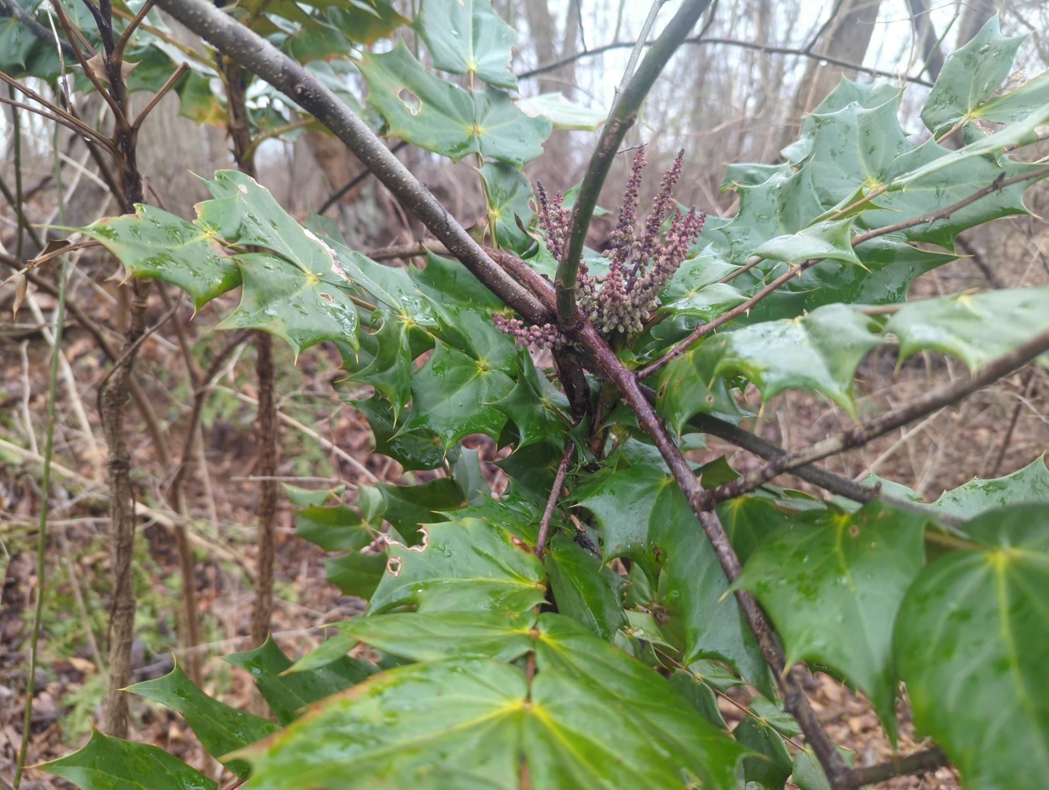 Mahonia bealei