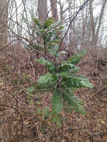 Mahonia bealei