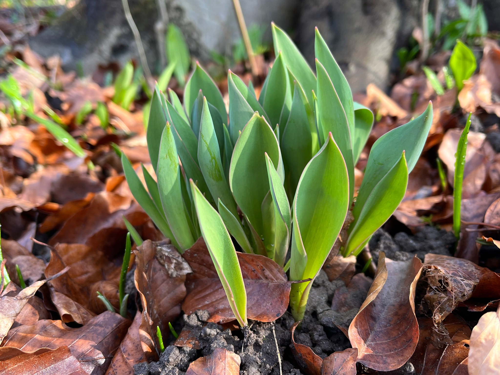 Imagem de Tulipa