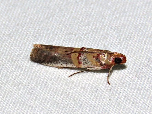 Hypargyria metalliferella