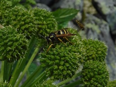 Dolichovespula omissa