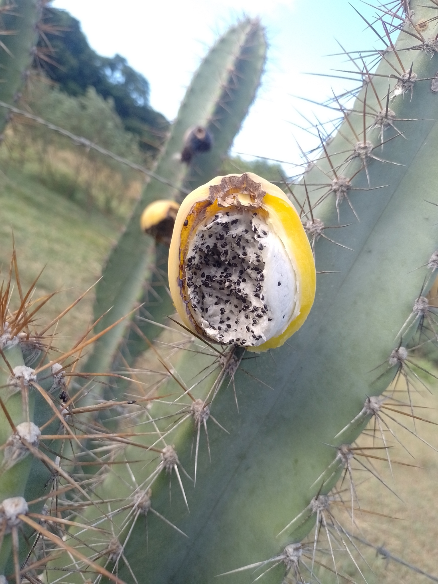Cereus hildmannianus