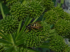 Dolichovespula omissa