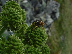 Dolichovespula omissa