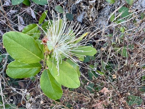 Image of Cynophalla flexuosa by no rights reserved