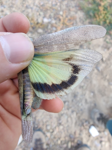 Tuarega insignis