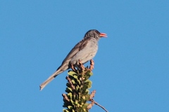 Hypsipetes madagascariensis