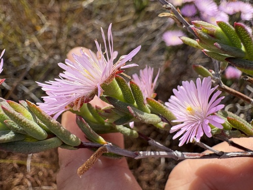 Image of Lampranthus glomeratus by (c) Charleen Brunke, some rights reserved (CC BY)