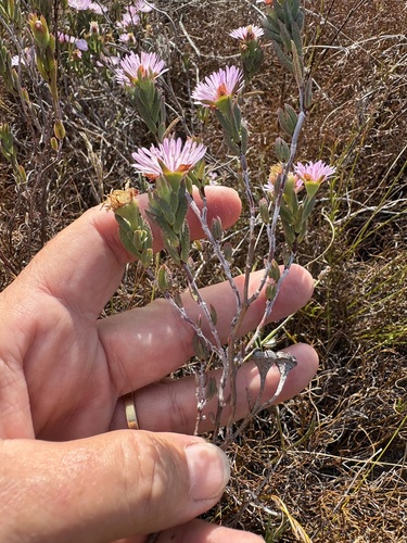 Image of Lampranthus glomeratus by (c) Charleen Brunke, some rights reserved (CC BY)