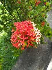 Ixora coccinea