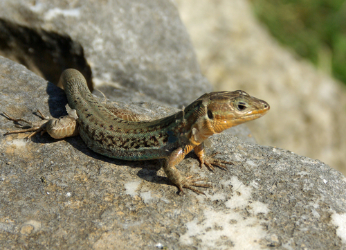 Peloponnese Wall Lizard, photo 5 of 9