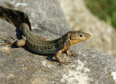 Peloponnese Wall Lizard photo 5