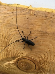 Monochamus sutor longulus