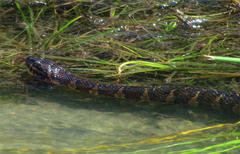 Nerodia sipedon williamengelsi