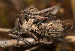 Proctacanthus milbertii