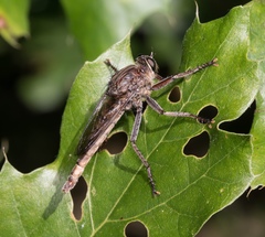 Proctacanthus milbertii