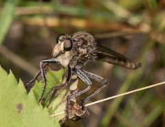 Proctacanthus milbertii