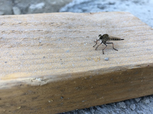 iNaturalist observation photo of Sand Hammertail