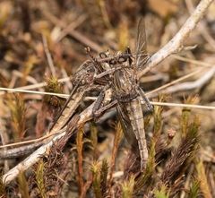 Proctacanthus milbertii
