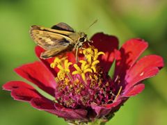 Polites vibex catilina