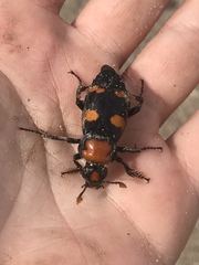 Nicrophorus americanus