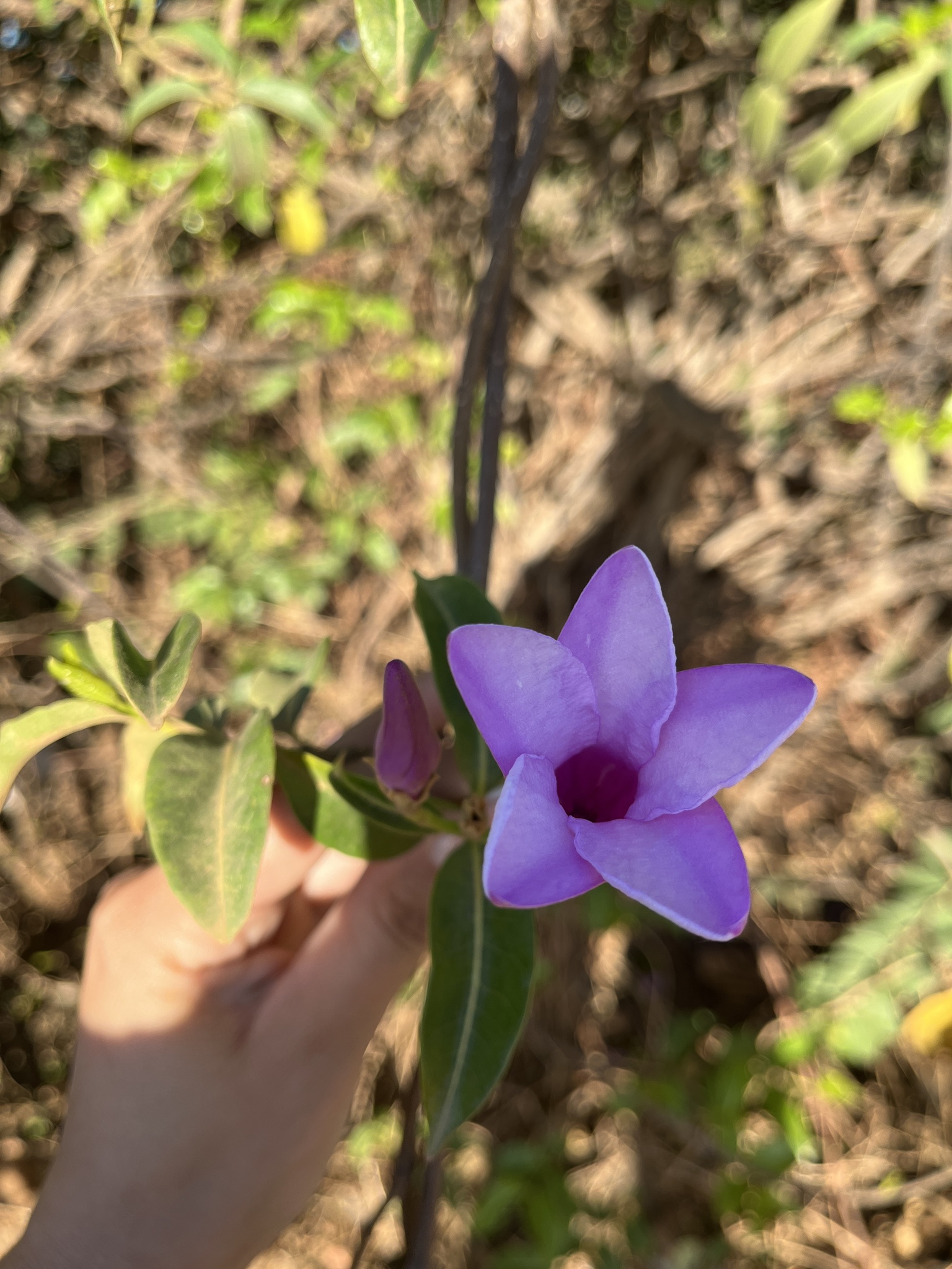 Cryptostegia madagascariensis