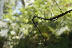 Muscicapa striata tyrrhenica