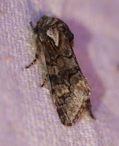 Chosen Sallow photo 4