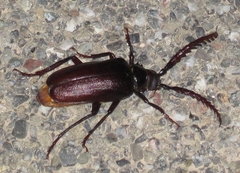 Prionus lecontei