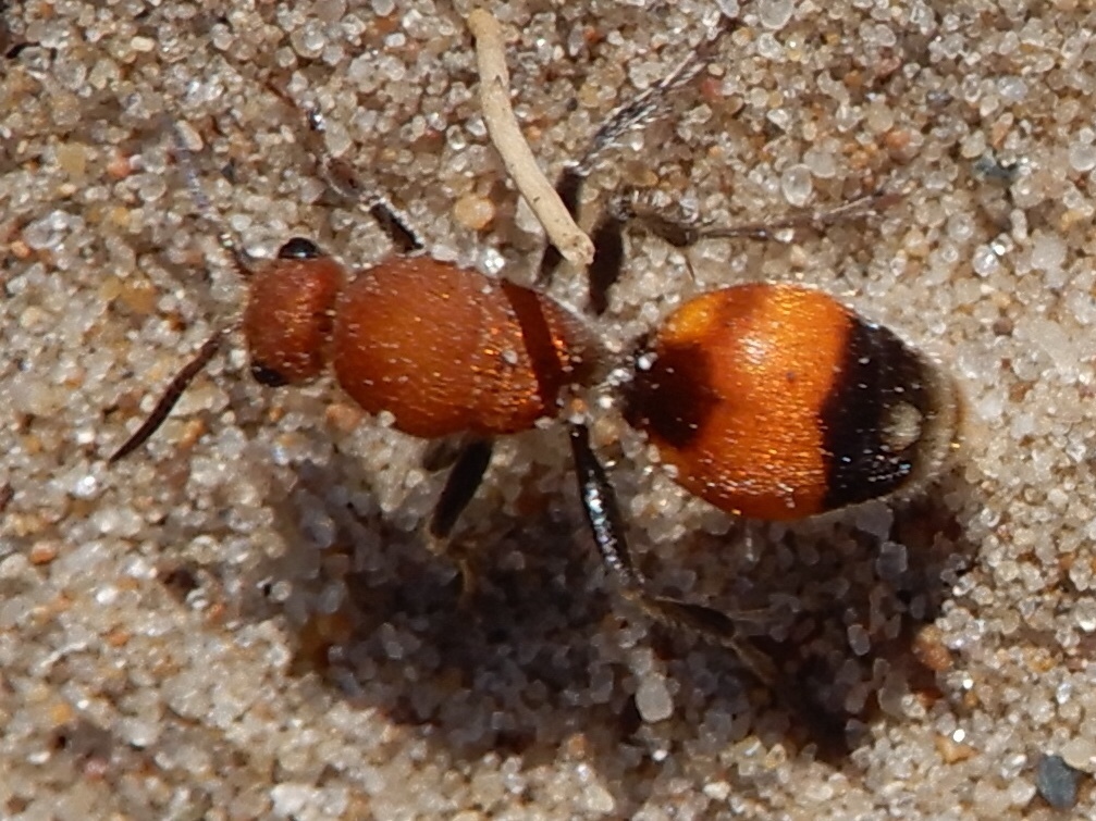 Dasymutilla bioculata