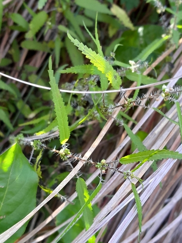 Image of Urtica perconfusa by (c) Hannah Whittall, some rights reserved (CC BY)